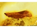 Two Nice Leaves. Fossil inclusions in Baltic amber #13496