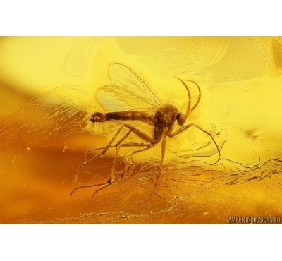 Fungus gnat Mycetophilidae. Fossil insect Baltic amber #13507