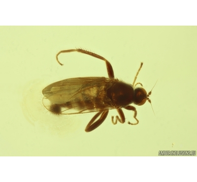 Dance fly Empidoidea. Fossil inclusion in Baltic amber #13508