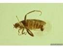 Dance fly Empidoidea. Fossil inclusion in Baltic amber #13508