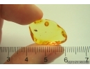 Dance fly Empidoidea. Fossil inclusion in Baltic amber #13508