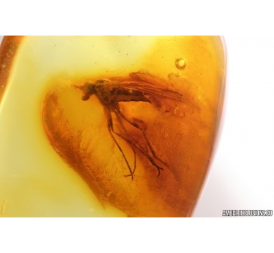 Snipe Fly Rhagionidae. Fossil insect in Baltic amber #13510
