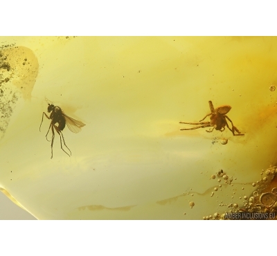 Spider Araneae and Long-legged fly Dolichopodidae.  Fossil inclusions Baltic amber #13514