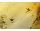 Spider Araneae and Long-legged fly Dolichopodidae.  Fossil inclusions Baltic amber #13514