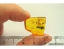 Walking stick Phasmatodea. Fossil inclusion in Baltic amber #13520