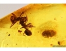 Two Ants Lasius schiefferdeckeri and Beetle. Fossil inclusions Baltic amber #13527