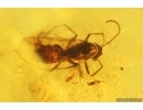Two Ants Lasius schiefferdeckeri and Beetle. Fossil inclusions Baltic amber #13527