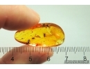 Two Ants Lasius schiefferdeckeri and Beetle. Fossil inclusions Baltic amber #13527