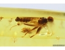 Dance fly Empidoidea. Fossil inclusion in Baltic amber #13535