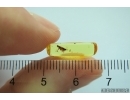 Dance fly Empidoidea. Fossil inclusion in Baltic amber #13535