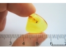Nice Psocid Psocoptera. Fossil insect Baltic amber #13573