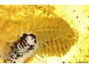 Unknown Larva probably Lepidoptera.  Fossil inclusion Baltic amber #13597