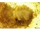 Unknown Larva probably Lepidoptera.  Fossil inclusion Baltic amber #13597