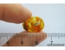 Unknown Larva probably Lepidoptera.  Fossil inclusion Baltic amber #13597