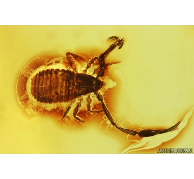 Nice Big Pseudoscorpion. Fossil inclusion in Baltic amber stone #13603