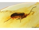 Rare Bug Heteroptera and Hymenoptera Wasp. Fossil inclusions in Baltic amber #13672