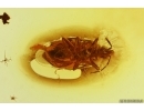 Rare Bug Heteroptera, Bristletail, Midges and More. Fossil inclusions Baltic amber #13675