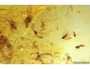 Rare Bug Heteroptera, Bristletail, Midges and More. Fossil inclusions Baltic amber #13675