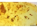Rare Bug Heteroptera, Bristletail, Midges and More. Fossil inclusions Baltic amber #13675