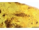 Rare Bug Heteroptera, Bristletail, Midges and More. Fossil inclusions Baltic amber #13675