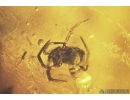 Rare Bug Heteroptera, Bristletail, Midges and More. Fossil inclusions Baltic amber #13675