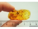 Rare Bug Heteroptera, Bristletail, Midges and More. Fossil inclusions Baltic amber #13675