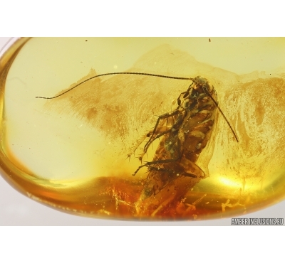 Nice Cockroach Blattaria. Fossil inclusion Ukrainian Rovno amber #13681R