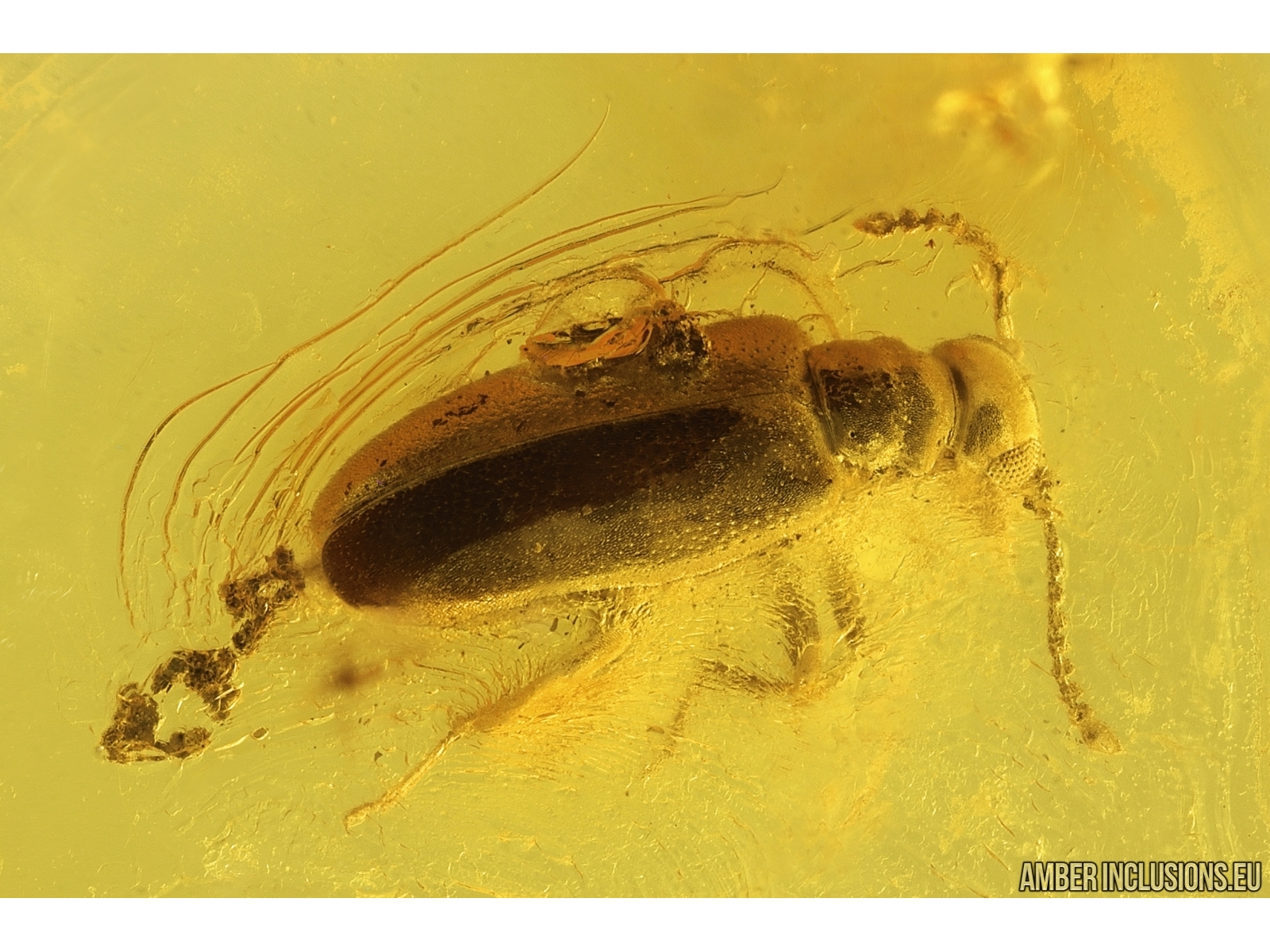 Antlike leaf beetle Aderidae with Coprolites! Fossil inclusions Baltic ...
