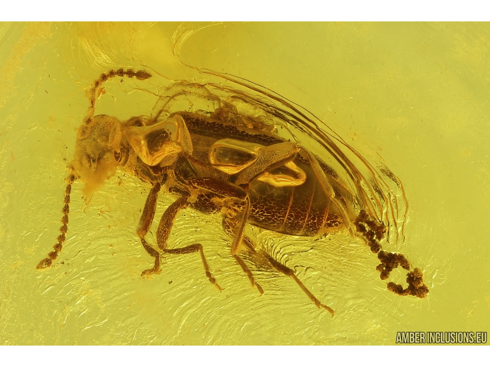 Antlike leaf beetle Aderidae with Coprolites! Fossil inclusions Baltic ...