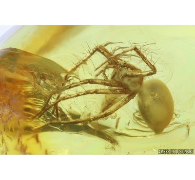 Spiders Araneae, Beetle Coleoptera and More. Fossil inclusions Ukrainian Rovno amber #13707R