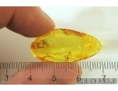 Spiders Araneae, Beetle Coleoptera and More. Fossil inclusions Ukrainian Rovno amber #13707R