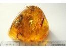 Jumping Spider Salticidae. Fossil inclusion in Big 62g and fantastically beautiful Ukrainian Rovno amber stone #13710R