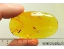 Crane fly Limoniidae. Fossil inclusion in Ukrainian Rovno amber stone #13716R