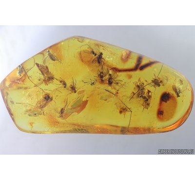 Swarm of Long-legged flies Dolichopodidae. Fossil insects Baltic amber #13721