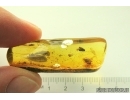 Thuja Cone and More. Fossil inclusions in Ukrainian Rovno amber #13726R