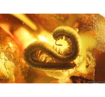 Very Nice Millipede Diplopoda. Fossil inclusion in Ukrainian amber #13729R