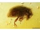Nice Spider Beetle Ptinidae. Fossil insect Ukrainian Rovno amber #13750R