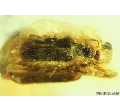 Two Nice Ant-like flower beetles Anthicidae Fossil insects in Ukrainian Rovno amber #13752R