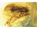 Two Nice Ant-like flower beetles Anthicidae Fossil insects in Ukrainian Rovno amber #13752R