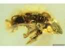 Two Nice Ant-like flower beetles Anthicidae Fossil insects in Ukrainian Rovno amber #13752R