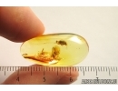 Two Nice Ant-like flower beetles Anthicidae Fossil insects in Ukrainian Rovno amber #13752R