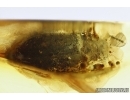 Unknown rare beetle Coleoptera . Fossil insect in Ukrainian Rovno amber #13754R