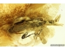 Unknown rare beetle Coleoptera . Fossil insect in Ukrainian Rovno amber #13754R