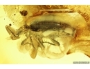 Unknown rare beetle Coleoptera . Fossil insect in Ukrainian Rovno amber #13754R
