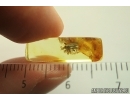 Unknown rare beetle Coleoptera . Fossil insect in Ukrainian Rovno amber #13754R