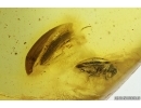 Two False darkling beetle Melandryidae Probably in Mating Dance. Fossil insects Baltic amber #13755