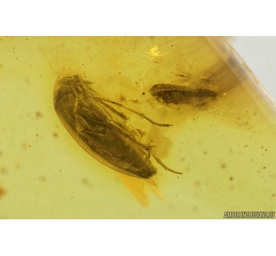 Two False darkling beetle Melandryidae Probably in Mating Dance. Fossil insects Baltic amber #13755