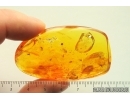 Nice Spider Beetle Ptinidae and More. Fossil insects in Big 17g Baltic amber stone #13758