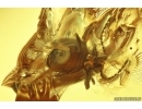 Nice Spider Beetle Ptinidae and More. Fossil insects in Big 17g Baltic amber stone #13758