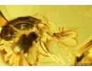 Nice Spider Beetle Ptinidae and More. Fossil insects in Big 17g Baltic amber stone #13758